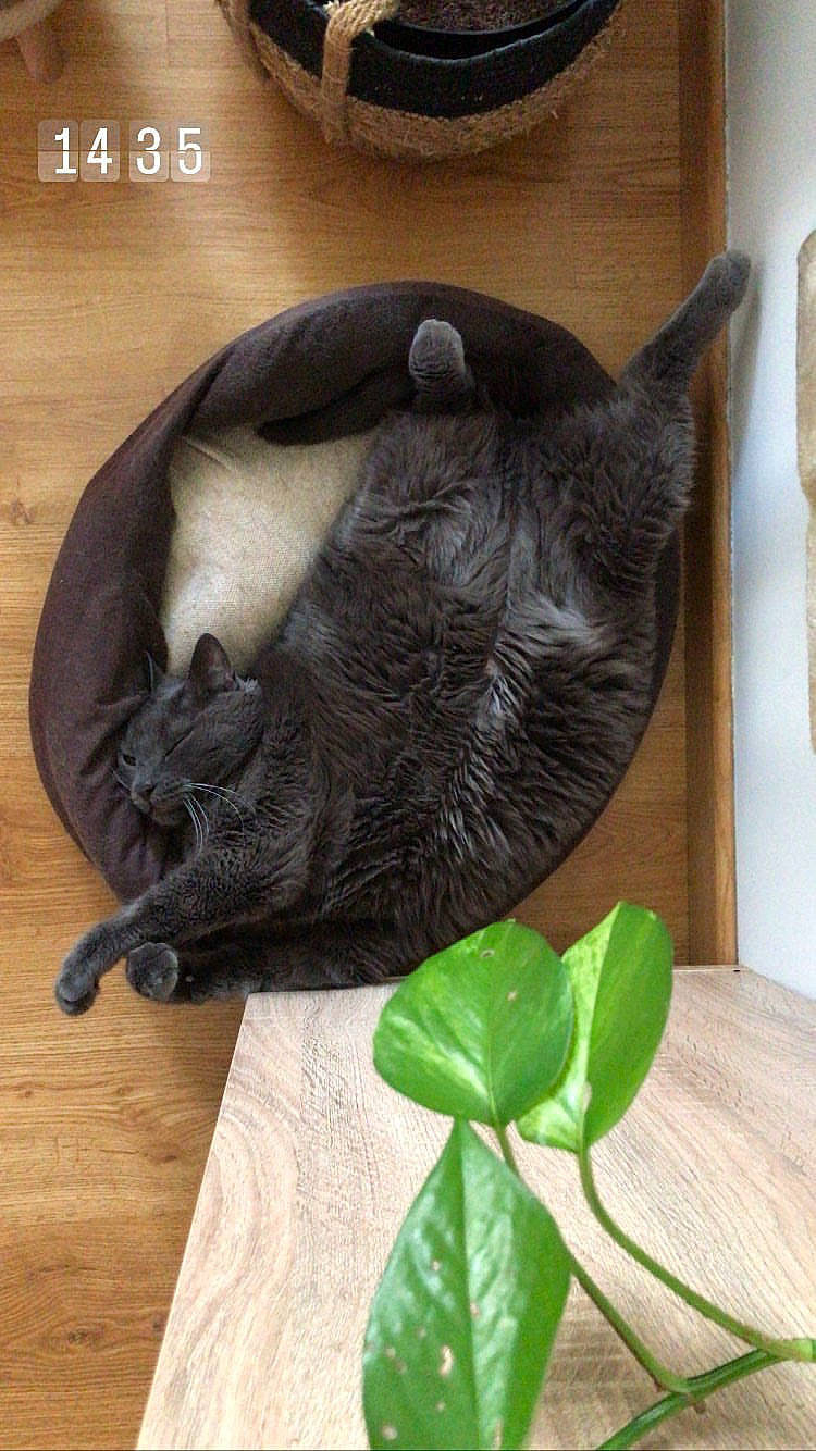 Lugo a rejoint le concours — aidez-le/la à gagner de superbes lots ! bag, bat, black_cat, carnivore, cat, cat_bed, cat_supply, comfort, fashion_accessory, felidae, fur, hardwood, herb, plant, small_to_medium_sized_cats, snout, tail, terrestrial_animal, whiskers, wood