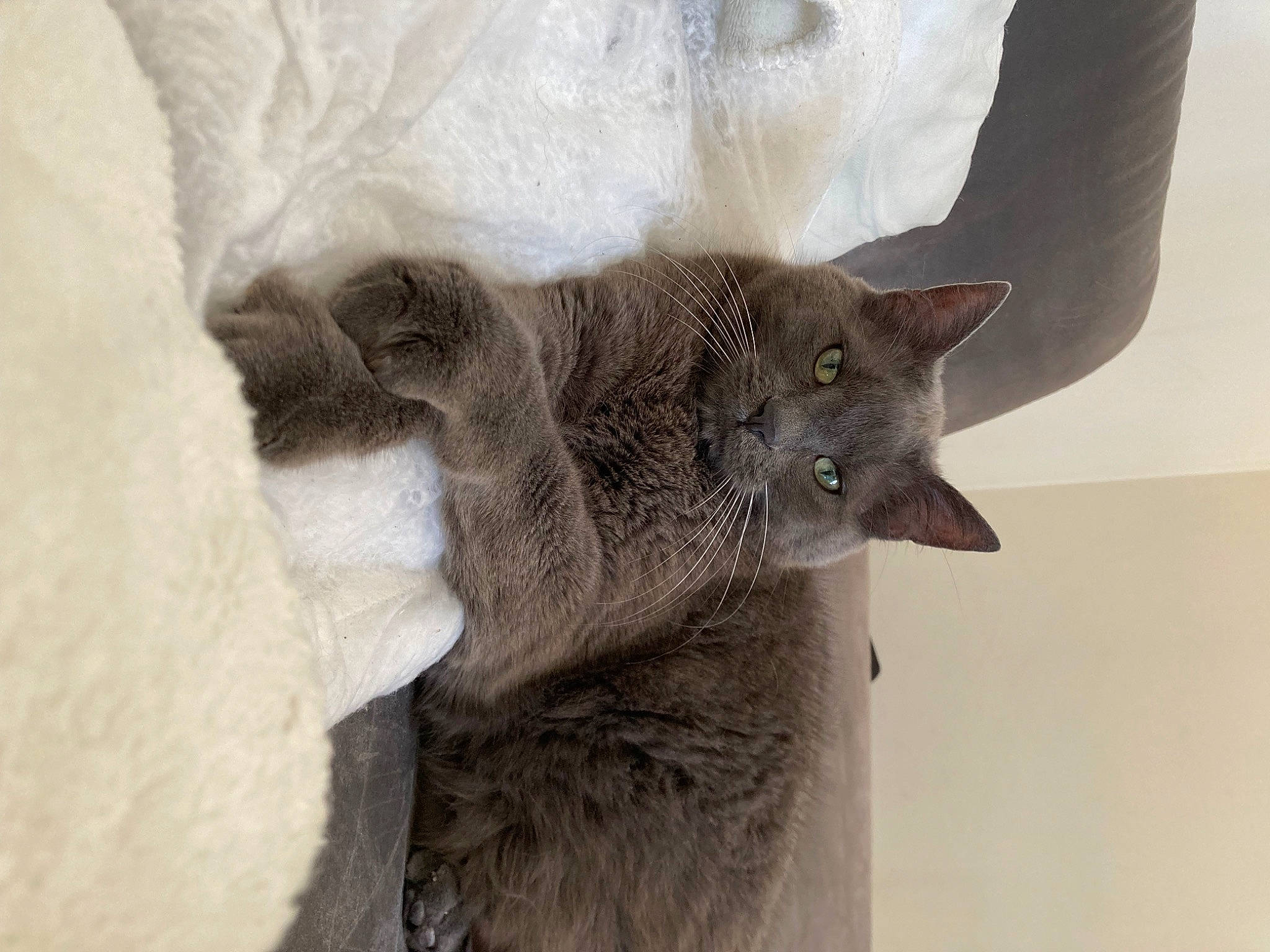 Lugo a rejoint le concours — aidez-le/la à gagner de superbes lots ! carnivore, cat, claw, comfort, domestic_short_haired_cat, ear, eye, felidae, fur, gesture, grey, paw, russian_blue, small_to_medium_sized_cats, snout, tail, terrestrial_animal, whiskers, wildlife, window