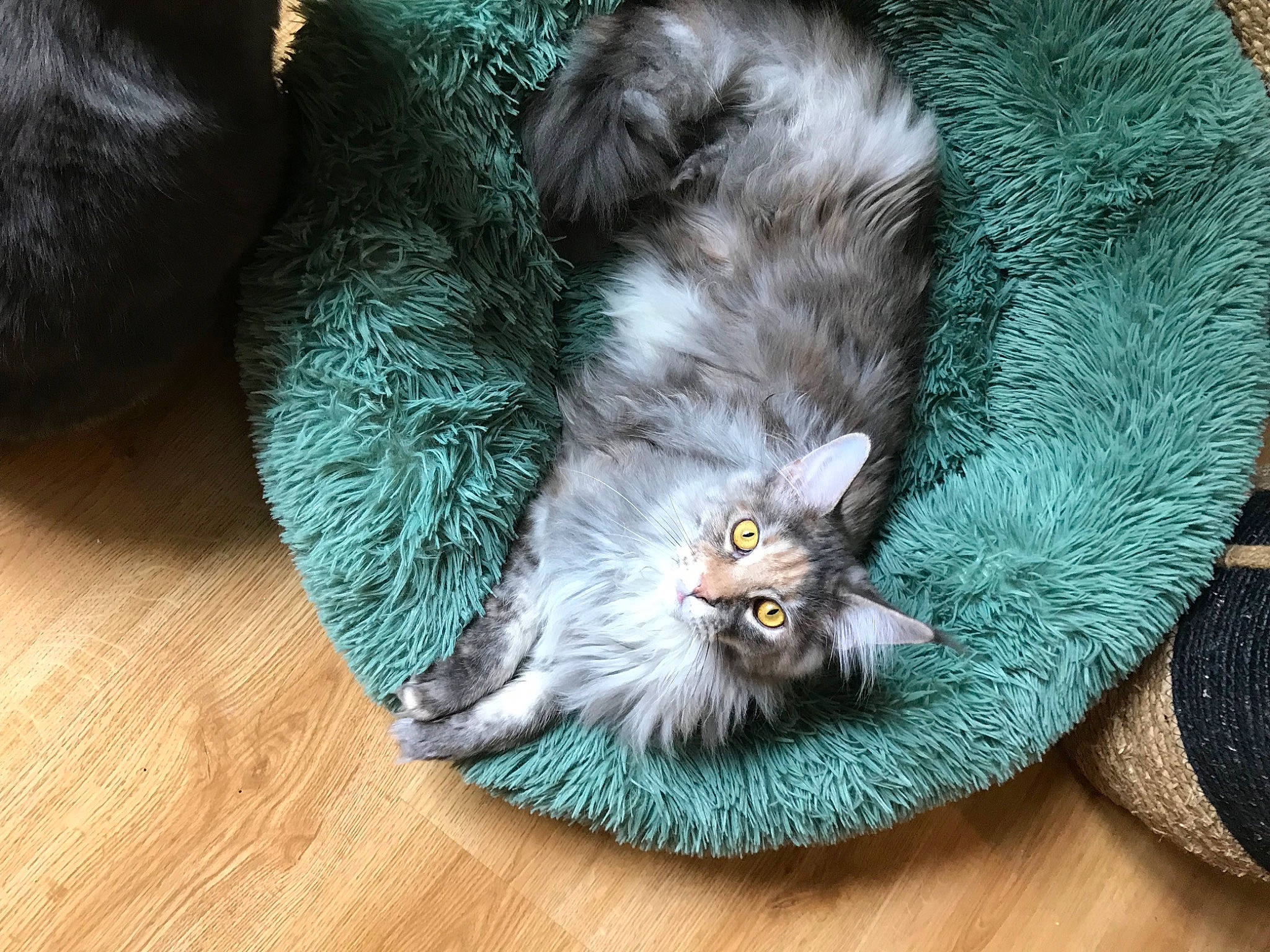 Sisu participe au concours pour gagner de l'argent avec cette photo : british_longhair, carnivore, cat, cat_supply, claw, comfort, domestic_short_haired_cat, felidae, flooring, fur, grey, hardwood, paw, small_to_medium_sized_cats, snout, tail, whiskers, wood, wood_stain