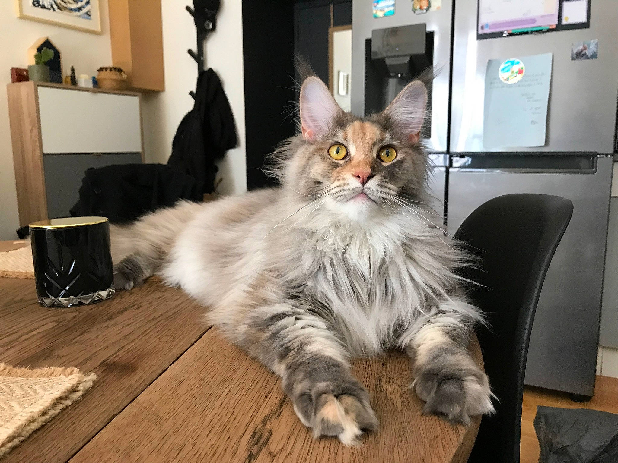 Sisu a rejoint le concours — aidez-le/la à gagner de superbes lots ! british_longhair, carnivore, cat, claw, comfort, felidae, flooring, fur, grey, hardwood, laminate_flooring, maine_coon, paw, picture_frame, small_to_medium_sized_cats, tail, terrestrial_animal, whiskers, wood, wood_flooring