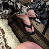 animal_interaction, black_dog, carpet, casual, close_up, companions, curious, dog, domestic, flip_flops, floor, footwear, human_leg, indoor, paw, person, pet, skin, spotted_dog, tongue_out