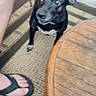 animal, black_dog, blurred, carpet, curious, dog, floor, foot, furniture, indoor, leg, paw, person, pet, sandal, small_dog, standing, tile_floor, white_markings, wooden_table