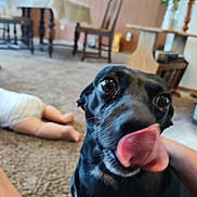 Sofia is registered to the contest to win money with this photo: animal, baby, black_dog, blurred_background, carpet, chair, close_up, cute, dog, floor, home, indoor, living_room, person_hand, pet, playful, table, tongue, tongue_out, wooden_furniture