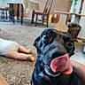 animal, baby, black_dog, blurred_background, carpet, chair, close_up, cute, dog, floor, home, indoor, living_room, person_hand, pet, playful, table, tongue, tongue_out, wooden_furniture