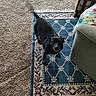 Sofia joined the competition — help win amazing prizes! black_dog, blanket, carpet, couch, cozy, decor, dog, floor, furniture, home, indoor, living_room, looking_up, pattern, pet, rug, shoe, side_table, small_dog, sneaker