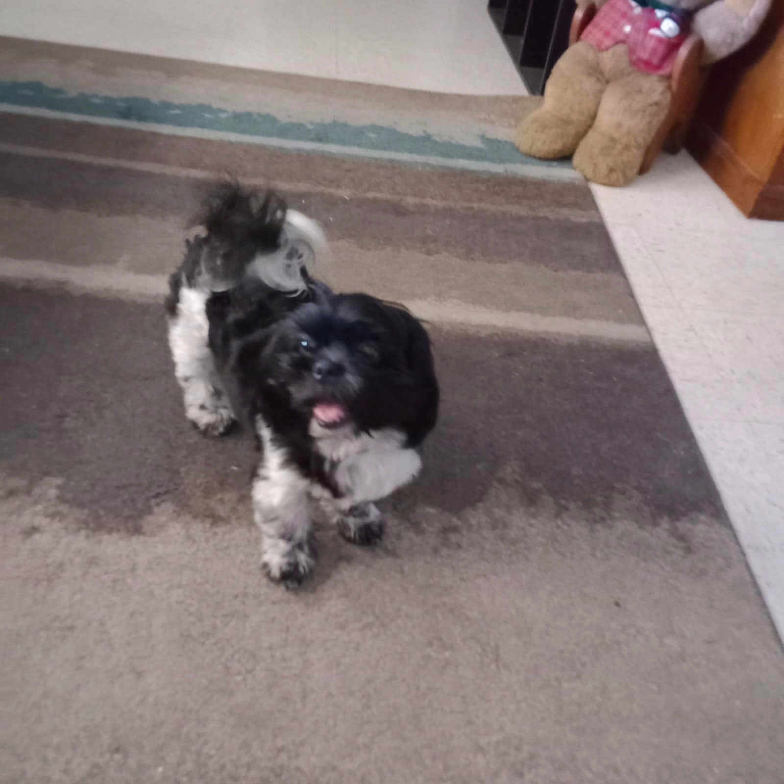 Oreo is registered to the contest to win money with this photo: animal, black_and_white, blurry, cabinet, carpet, chair, cute, dog, floor, fur, home, indoor, looking_up, pet, room, small_dog, stuffed_toy, tail, teddy_bear, toy