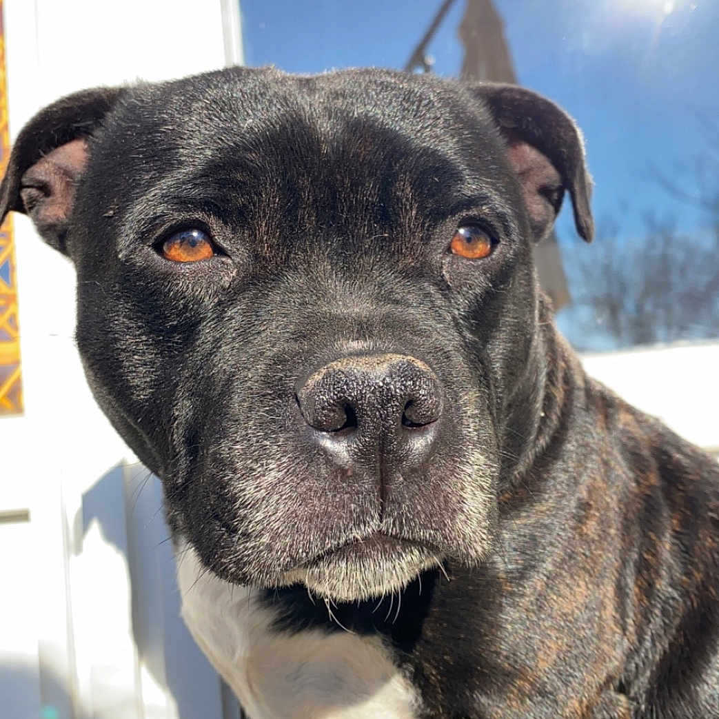 Kira participe au concours pour gagner de l'argent avec cette photo : adult, animal, boxer, bulldog, canine, dog, face, frenchbulldog, head, hound, labradorretriever, machine, male, man, person, pet, pitbull, puppy, snout, spoke