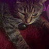 Ellen joined the competition — help win amazing prizes! cat, tabby, pet, animal, whiskers, paws, fur, indoor, relaxing, blanket, red, purple_light, pink_light, closeup, sleepy, cute, feline, stretching, cozy, soft