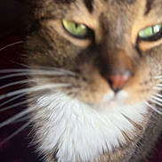 Ellen joined the competition — help win amazing prizes! cat, tabby, close_up, green_eyes, whiskers, fur, pet, animal, indoor, curious, white_chest, feline, portrait, mammal, domestic_cat, whiskers_visible, face, head, ears, soft_light