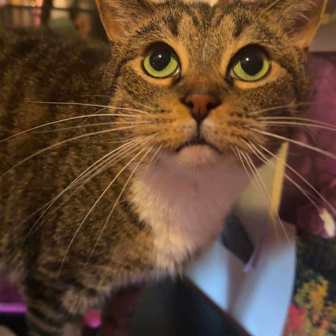 Ellen