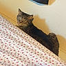 Ellen joined the competition — help win amazing prizes! cat, tabby_cat, bed, floral_sheets, curtain, wall, blanket, tiger_pattern, indoor, pet, animal, fur, whiskers, ears, eyes, looking, resting, cozy, home, feline