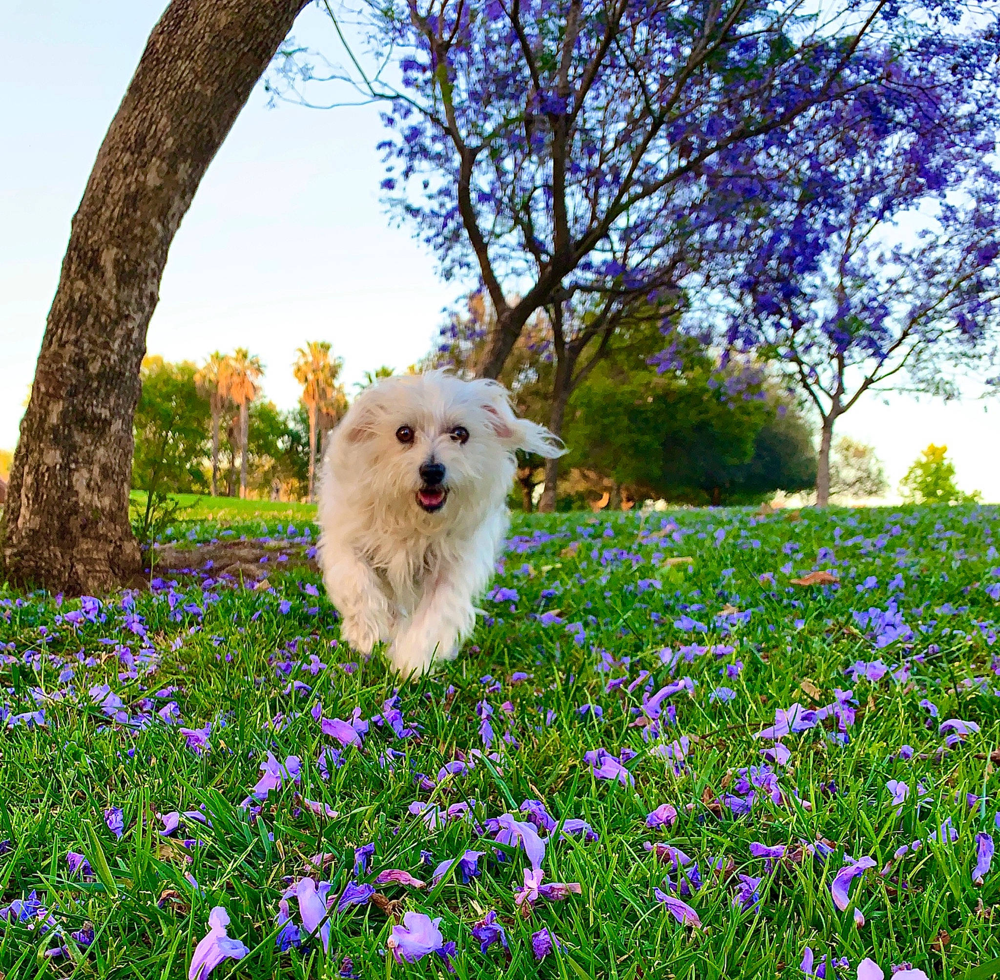 Mulan joined the competition — help win amazing prizes! blue, botany, carnivore, companion_dog, dog, dog_breed, fawn, flower, grass, green, groundcover, happy, leaf, meadow, people_in_nature, petal, plant, sky, sunlight, tree