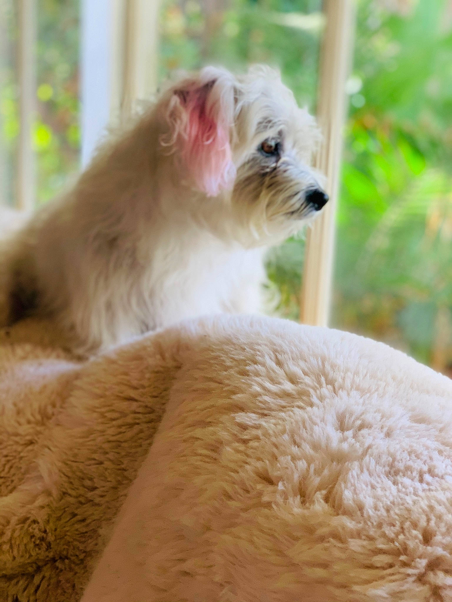 Mulan is registered to the contest to win money with this photo: canidae, carnivore, comfort, companion_dog, dog, dog_breed, dog_supply, fawn, fur, maltepoo, non_sporting_group, pet_supply, puppy, small_terrier, snout, sporting_group, terrestrial_animal, toy_dog, whiskers, working_animal