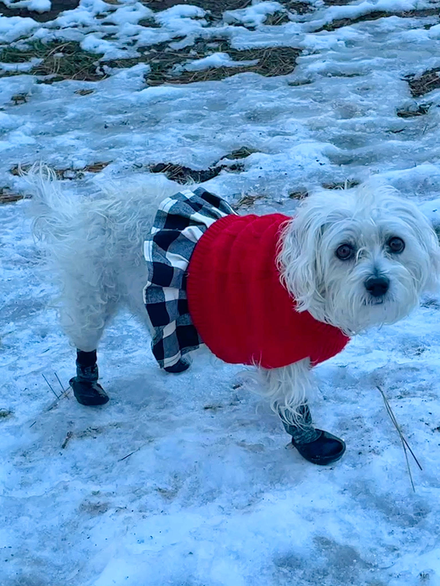 Mulan joined the competition — help win amazing prizes! carnivore, collar, companion_dog, dog, dog_breed, dog_clothes, dog_collar, dog_supply, electric_blue, freezing, mammal, pet_supply, snout, snow, sporting_group, toy_dog, vertebrate, water, winter, working_animal