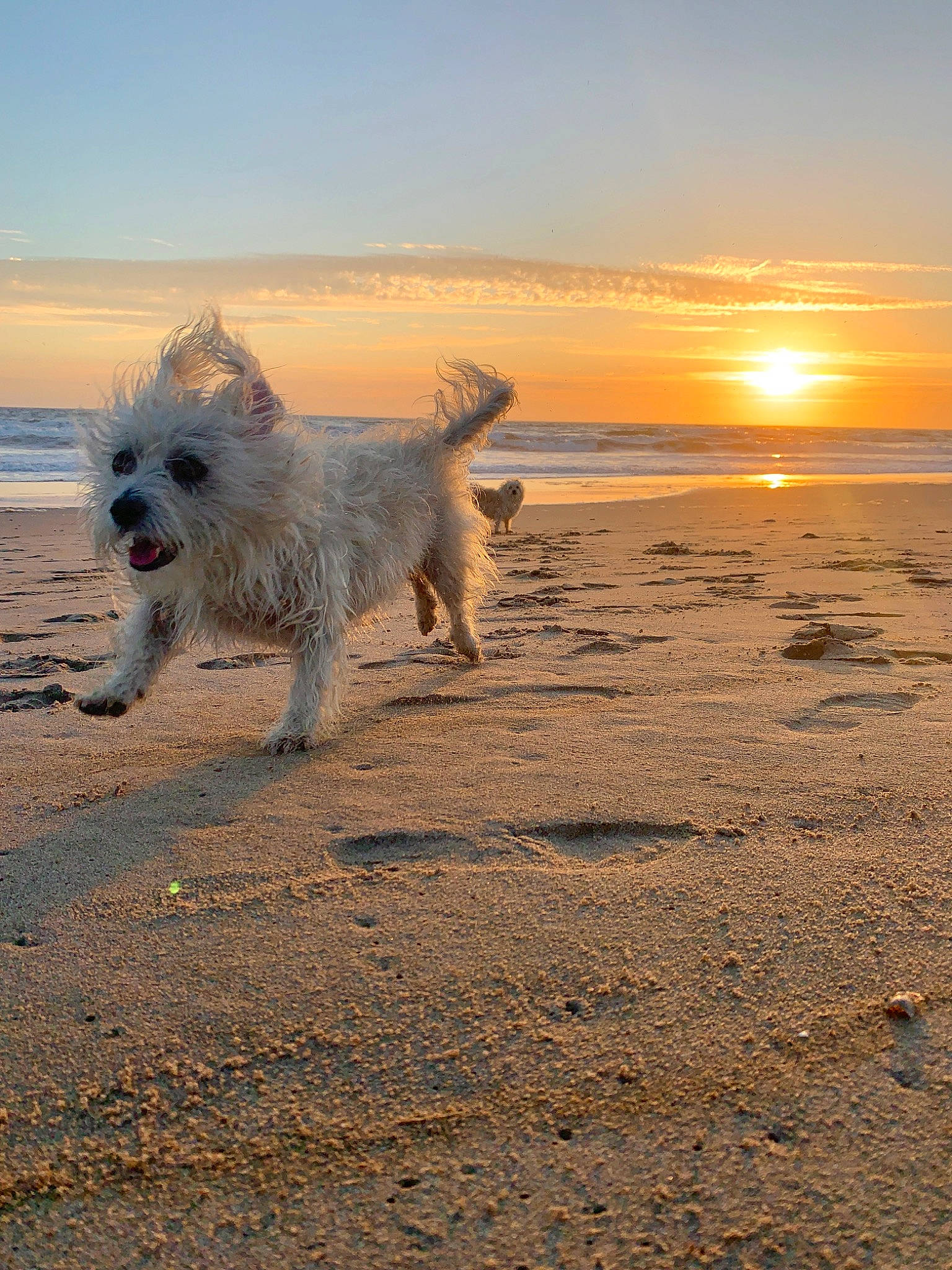 Mulan joined the competition — help win amazing prizes! beach, calm, canidae, carnivore, cloud, companion_dog, dog, dog_breed, horizon, landscape, ocean, polar_ice_cap, sand, sky, small_terrier, sporting_group, tail, terrier, water, wind_wave