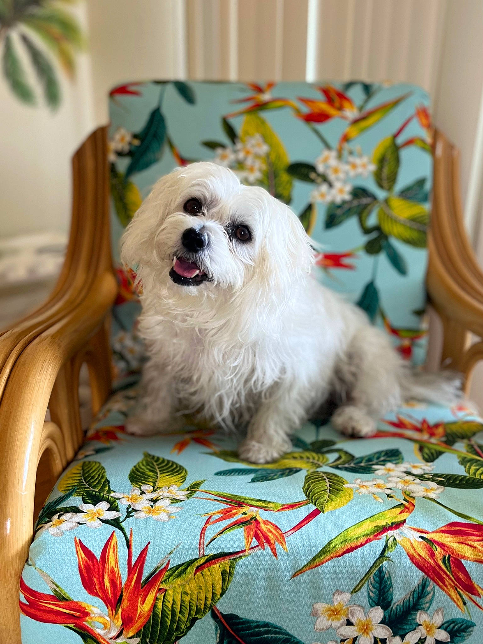Mulan joined the competition — help win amazing prizes! canidae, carnivore, chair, companion_dog, corgi_chihuahua, dog, dog_breed, dog_supply, fashion_accessory, fur, green, linens, pattern, petal, plant, smile, sporting_group, terrier, textile, toy_dog