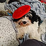 Paco De Lucca is registered to the contest to win money with this photo: accessory, animal, beret, black_and_white, blanket, comfort, cozy, cute, dog, fabric, fur, furry, home, indoors, lying_down, pet, red, relaxed, resting, soft