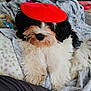 Paco De Lucca is registered to the contest to win money with this photo: adorable, animal, beret, black_and_white, blanket, companion, cozy, cute, dog, fluffy, fur, home, indoor, laying_down, pet, portrait, red_beret, relaxed, resting, soft_texture