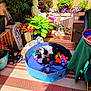 Paco De Lucca is registered to the contest to win money with this photo: dog, pool, colorful_balls, plants, flowers, garden, sunlight, decor, outdoor, greenery, pet, play, blue, striped_rug, statue, pottery, table, box, vibrant, relaxing
