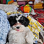 Paco De Lucca is registered to the contest to win money with this photo: puppy, dog, black_and_white, fluffy, tongue_out, blanket, indoor, living_room, furniture, toys, carpet, couch, wooden_table, colorful, pet, cute, playful, cozy, relaxing, home