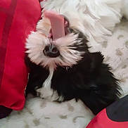 Paco De Lucca is registered to the contest to win money with this photo: dog, tongue, black_and_white, fluffy, pet, lying_down, blanket, cozy, cute, animal, sleeping, fur, indoors, resting, playful, closeup, soft, companion, muzzle, nose
