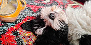 Paco De Lucca is registered to the contest to win money with this photo: dog, black_and_white, fluffy, lying_down, carpet, colorful, yellow_sandal, indoor, pet, relaxed, fur, close_up, snout, nose, paw, home, pattern, texture, floor, cozy