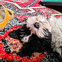 dog, black_and_white, fluffy, lying_down, carpet, colorful, yellow_sandal, indoor, pet, relaxed, fur, close_up, snout, nose, paw, home, pattern, texture, floor, cozy