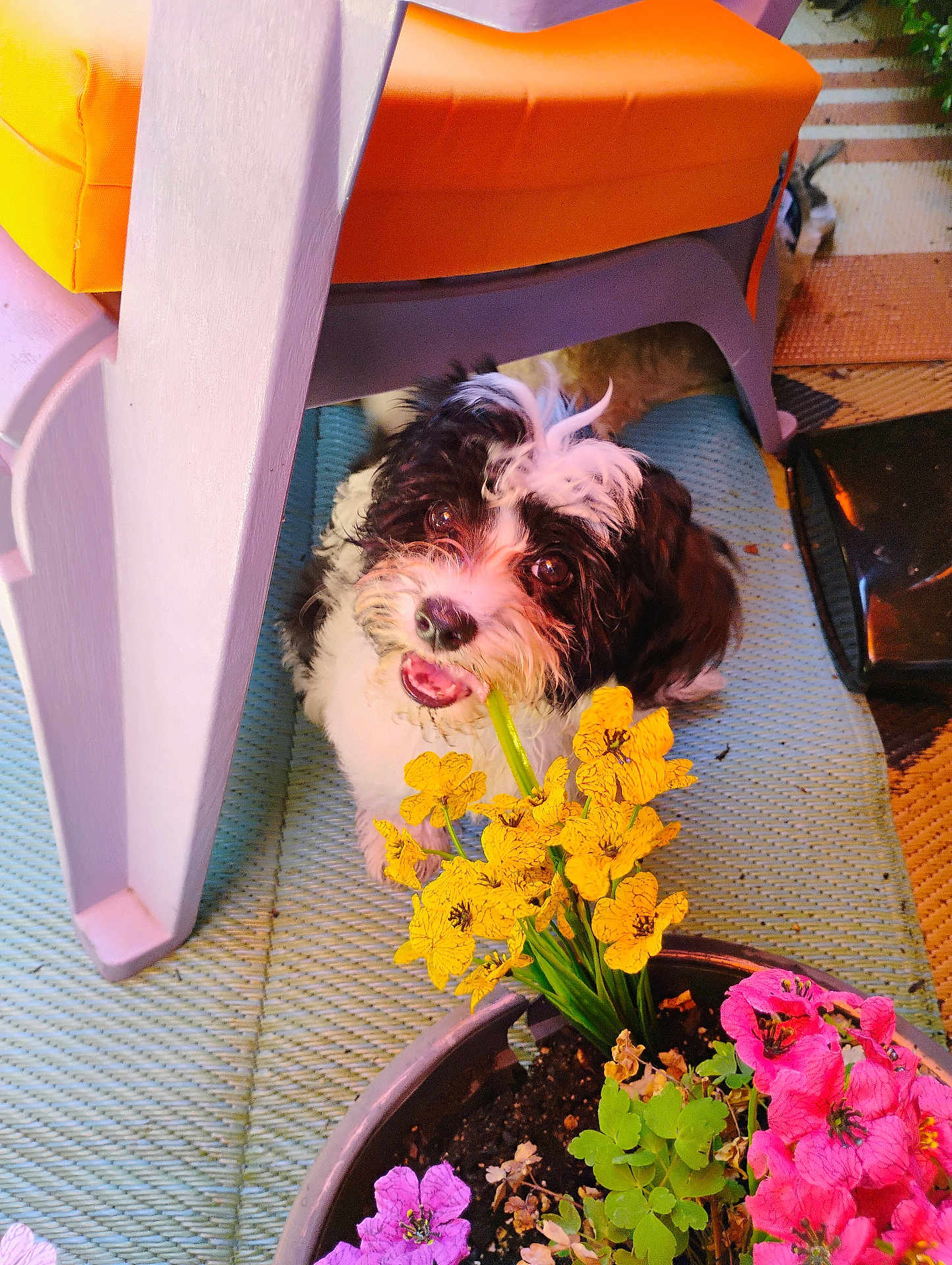 Paco De Lucca is registered to the contest to win money with this photo: puppy, dog, flowers, yellow_flowers, pink_flowers, purple_flowers, plant_pot, chair, mat, indoor, pet, cute, playful, curious, fur, black_and_white, garden, leaf, nature, animal