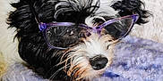 Paco De Lucca joined the competition — help win amazing prizes! animal, black_and_white, blanket, close_up, comfort, cozy, cute, dog, eyewear, fur, glasses, indoors, lying_down, nose, pet, purple, resting, sleepy, soft_texture, whiskers