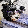 animal, black_and_white, blanket, close_up, comfort, cozy, cute, dog, eyewear, fur, glasses, indoors, lying_down, nose, pet, purple, resting, sleepy, soft_texture, whiskers