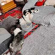 Paco De Lucca is registered to the contest to win money with this photo: animal, carpet, chewing, cozy, curly_fur, dog, dog_bed, floor, furniture, gray, home, indoor, living_room, pet, plastic_container, red, relaxing, rug, small_dog, toy