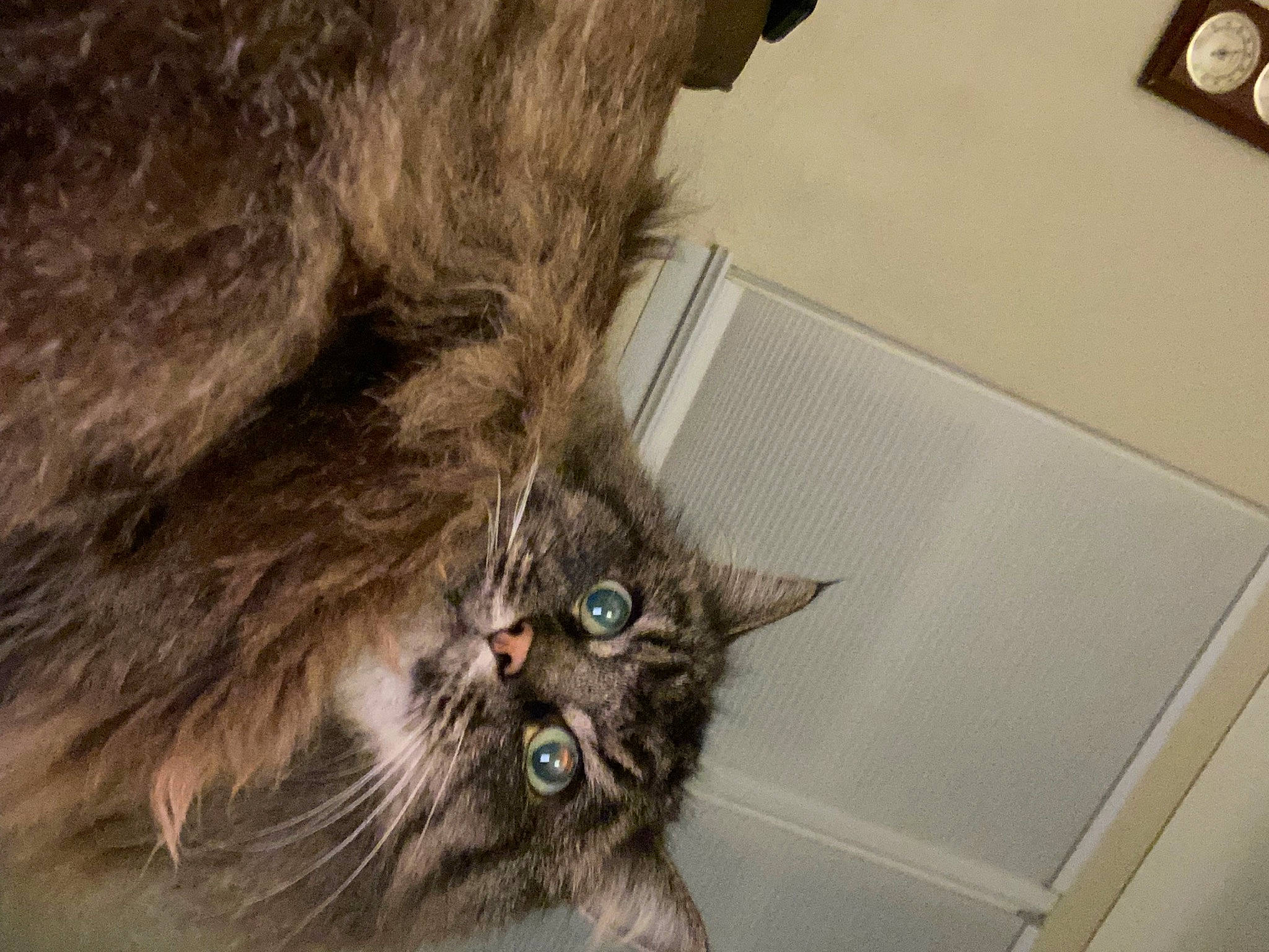 Phoebe is registered to the contest to win money with this photo: british_longhair, carnivore, cat, claw, clock, domestic_short_haired_cat, fawn, felidae, fur, home_accessories, maine_coon, mammal, paw, small_to_medium_sized_cats, tail, terrestrial_animal, whiskers