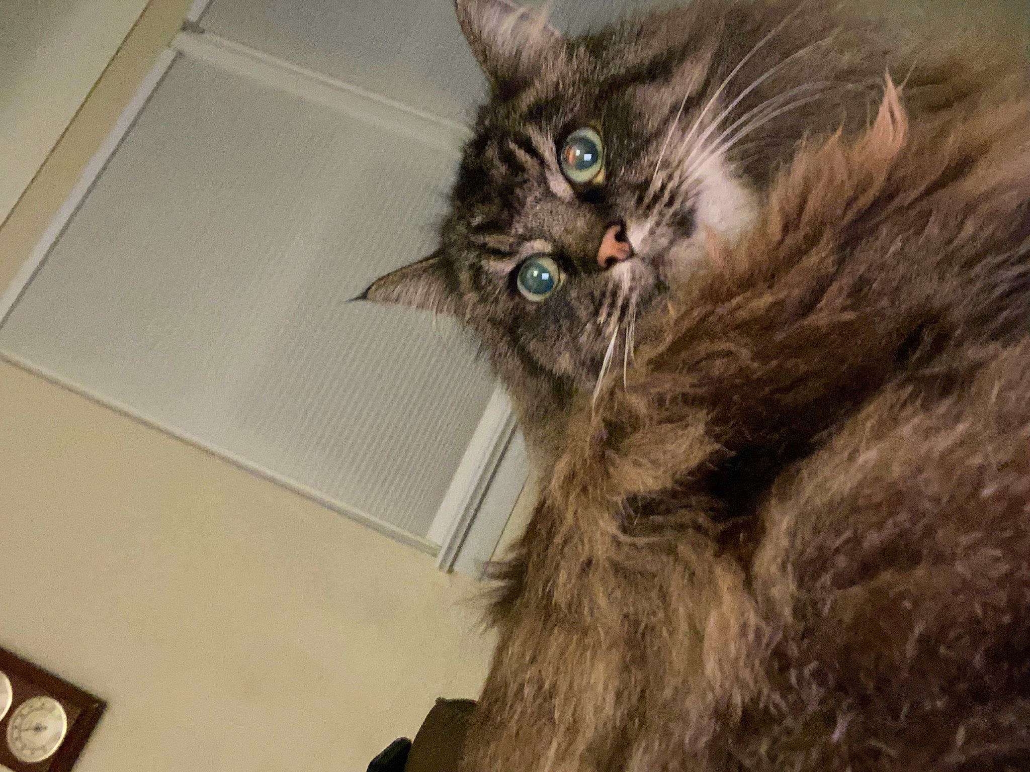 Phoebe is registered to the contest to win money with this photo: box, carnivore, cat, claw, clock, domestic_short_haired_cat, felidae, fur, grey, paw, small_to_medium_sized_cats, snout, tail, whiskers