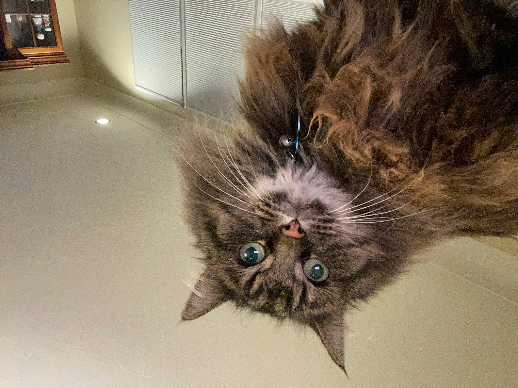 Phoebe is registered to the contest to win money with this photo: black_cat, carnivore, cat, claw, domestic_short_haired_cat, fawn, felidae, floor, flooring, fur, glass, paw, small_to_medium_sized_cats, snout, tail, terrestrial_animal, whiskers, wildlife, window