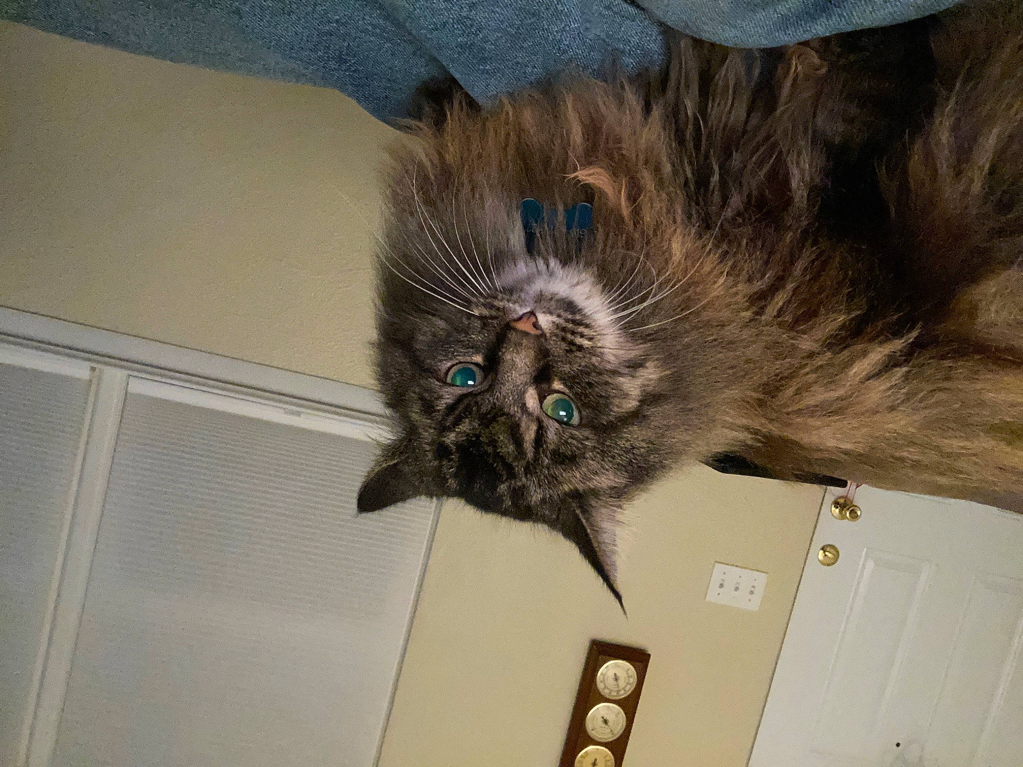 Phoebe is registered to the contest to win money with this photo: black_cat, carnivore, cat, ceiling, claw, domestic_short_haired_cat, feather, felidae, flooring, fur, liver, paw, room, small_to_medium_sized_cats, snout, tail, terrestrial_animal, whiskers, wing, wood