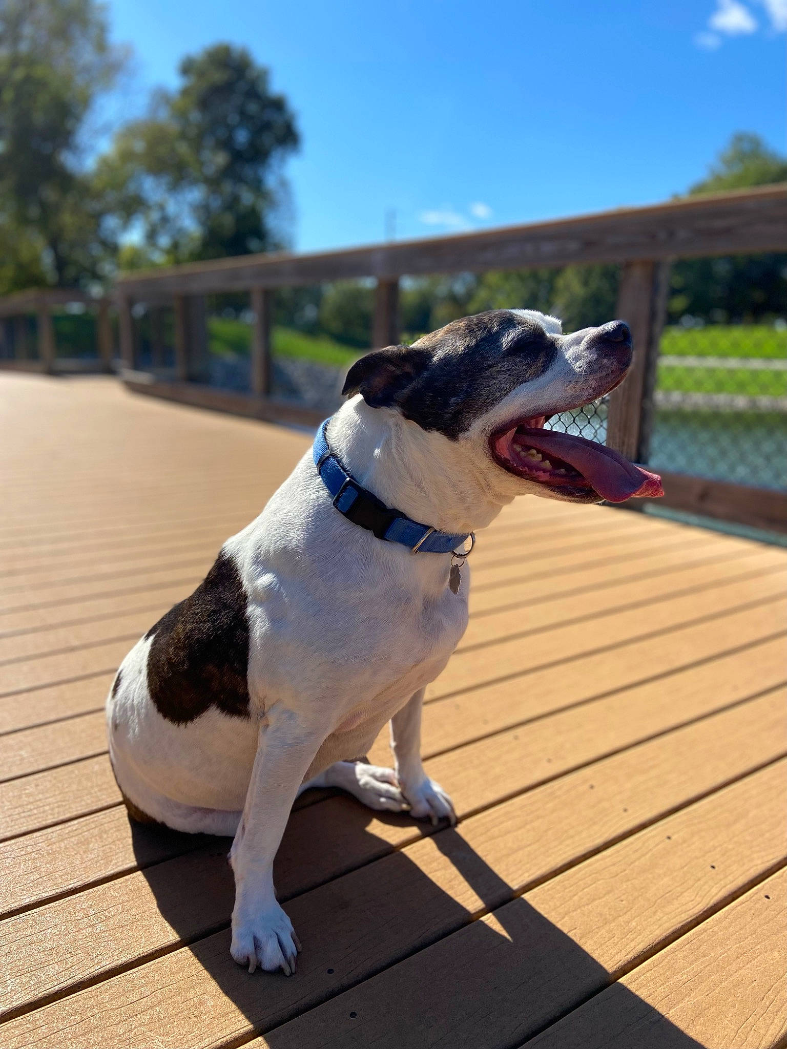 Deuce joined the competition — help win amazing prizes! carnivore, cloud, collar, companion_dog, deck, dog, dog_breed, dog_collar, dog_supply, fawn, hardwood, leash, leisure, pet_supply, plant, sky, tail, tree, vertebrate, wood