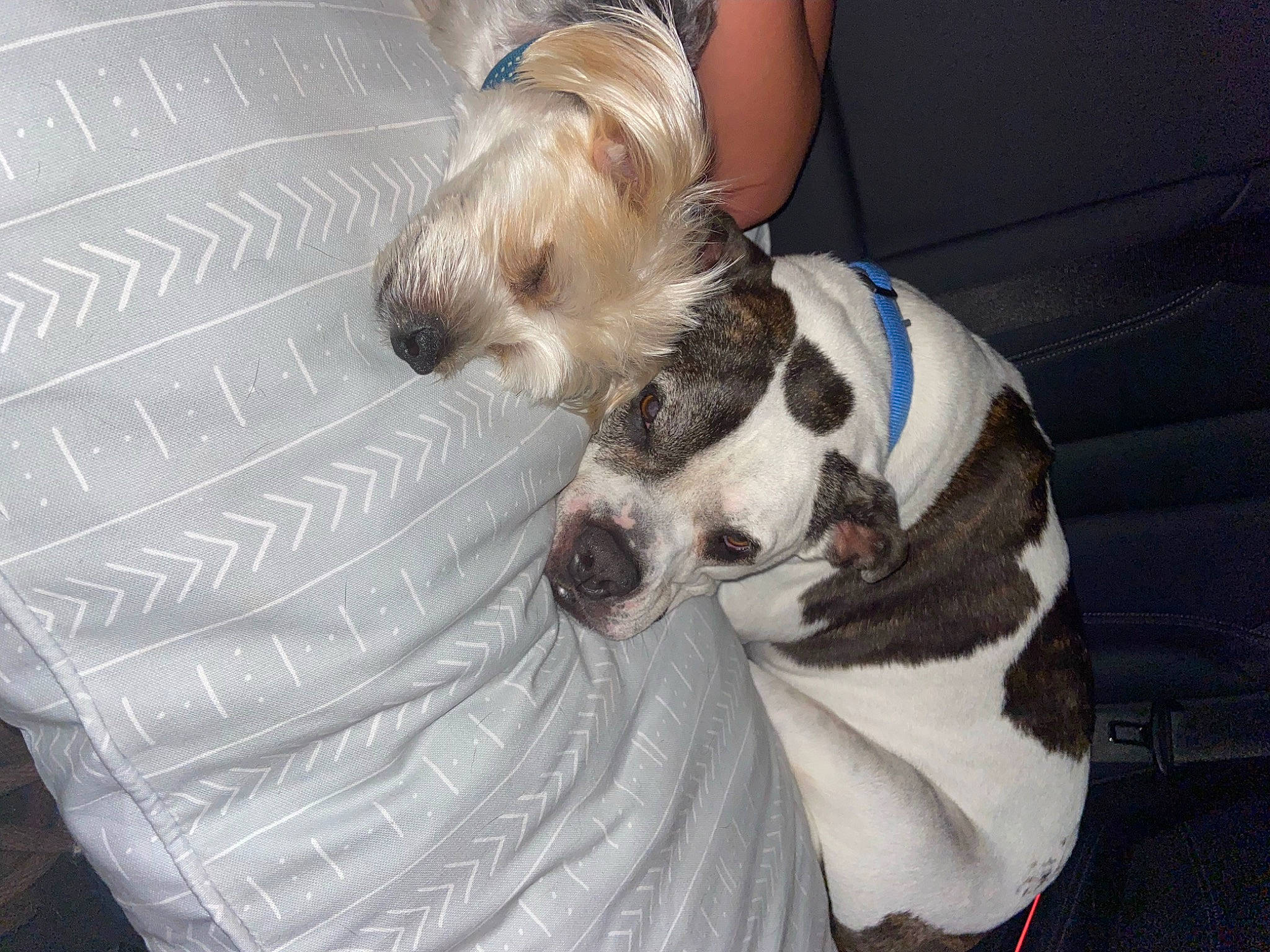 Deuce is registered to the contest to win money with this photo: canidae, carnivore, chinese_crested_dog, collar, comfort, companion_dog, dog, dog_breed, dog_clothes, dog_collar, dog_supply, fawn, fur, pet_supply, small_terrier, snout, sporting_group, terrier, toy_dog, working_animal