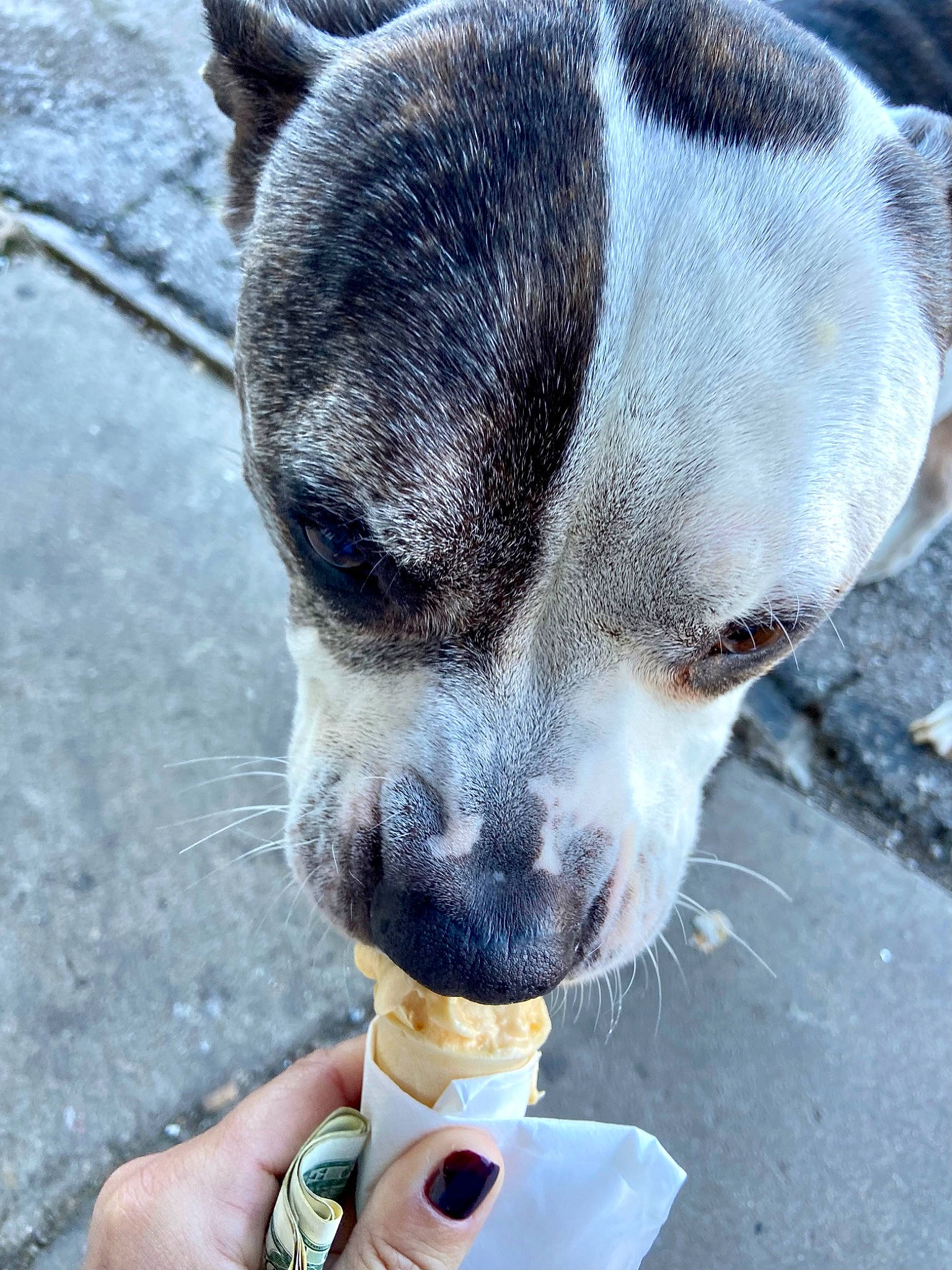 Deuce is registered to the contest to win money with this photo: australian_cattle_dog, canidae, carnivore, collar, companion_dog, dog, dog_breed, fawn, food, fur, nail, snout, sporting_group, tableware, tail, terrestrial_animal, terrier, thumb, whiskers, working_animal