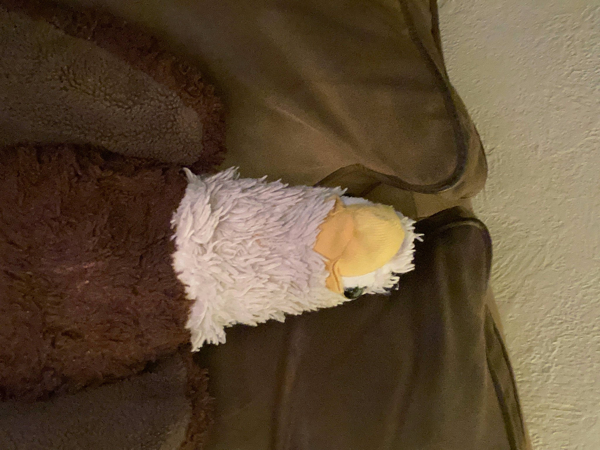 Liberty The Eagle is registered to the contest to win money with this photo: bat, bridal_accessory, comfort, fiber, fur, glove, knee, linens, natural_material, paper, peach, petal, sleeve, wood, wool, wrist