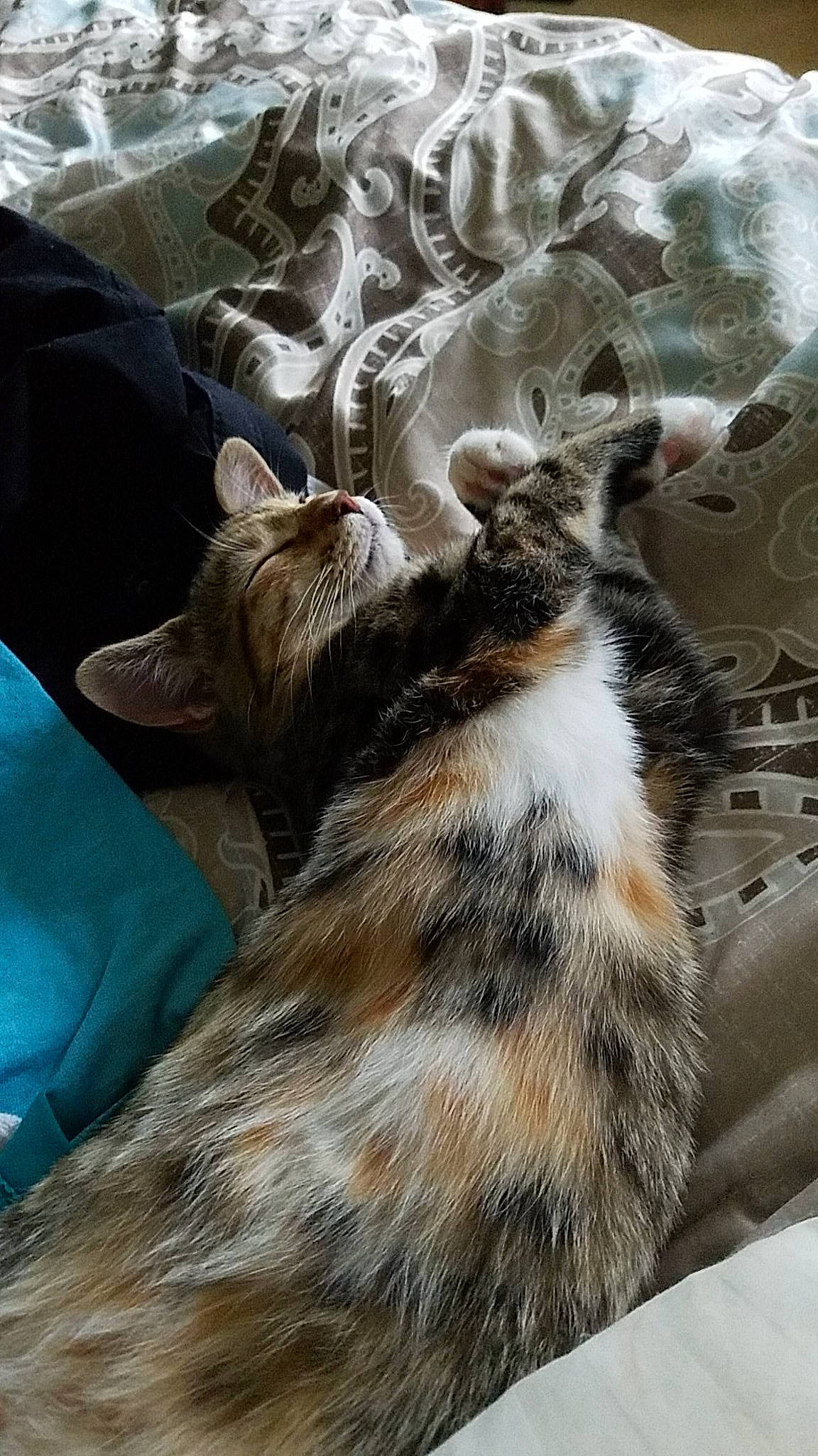 Bayley is registered to the contest to win money with this photo: american_shorthair, carnivore, cat, domestic_long_haired_cat, dragon_li, european_shorthair, felidae, fur, kitten, maine_coon, norwegian_forest_cat, oriental_longhair, small_to_medium_sized_cats, tabby_cat, whiskers