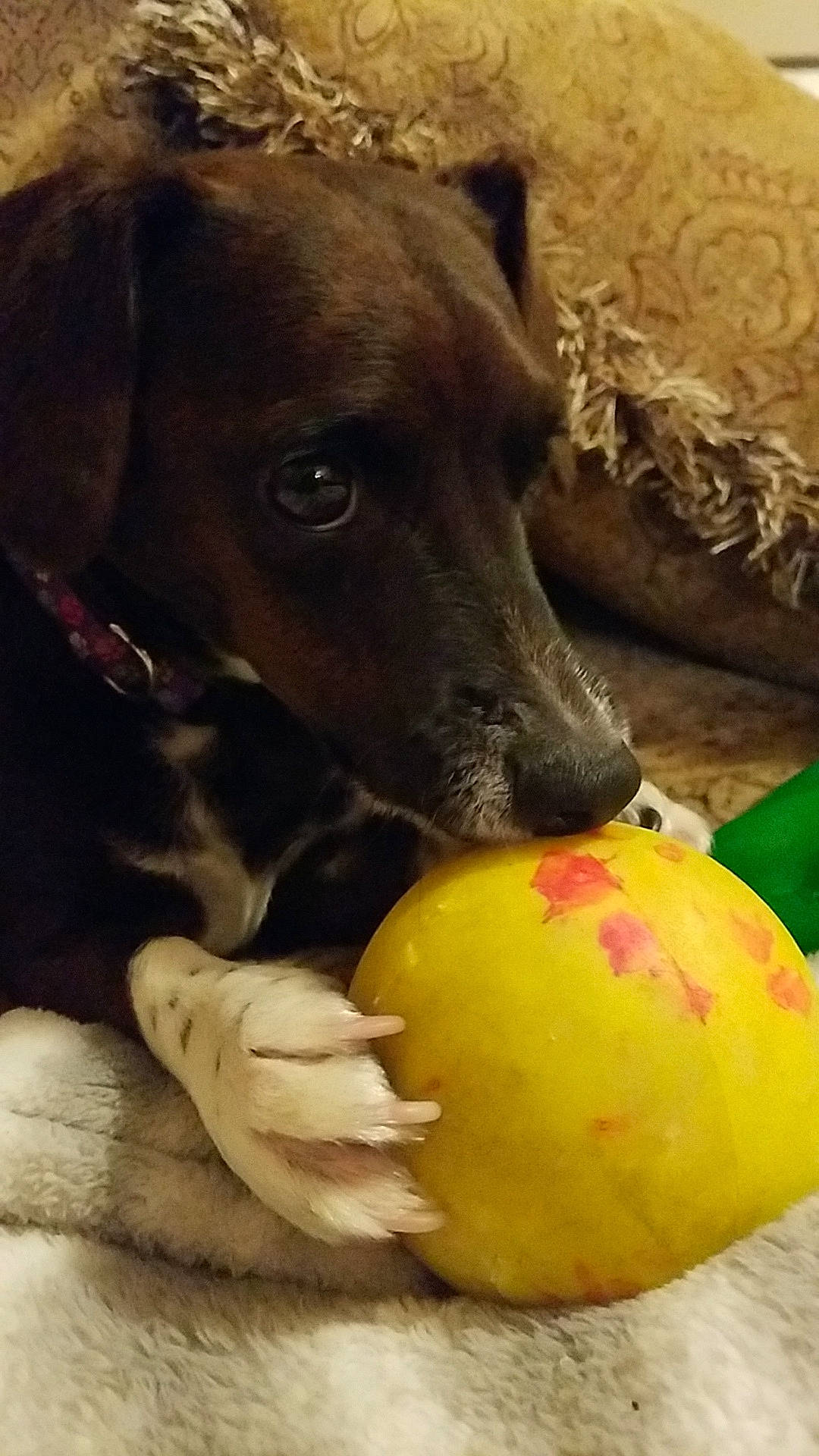 Tucker joined the competition — help win amazing prizes! ball, canidae, carnivore, dog, dog_breed, dog_toy, labrador_retriever, puppy, snout, sporting_group, street_dog, tennis_ball