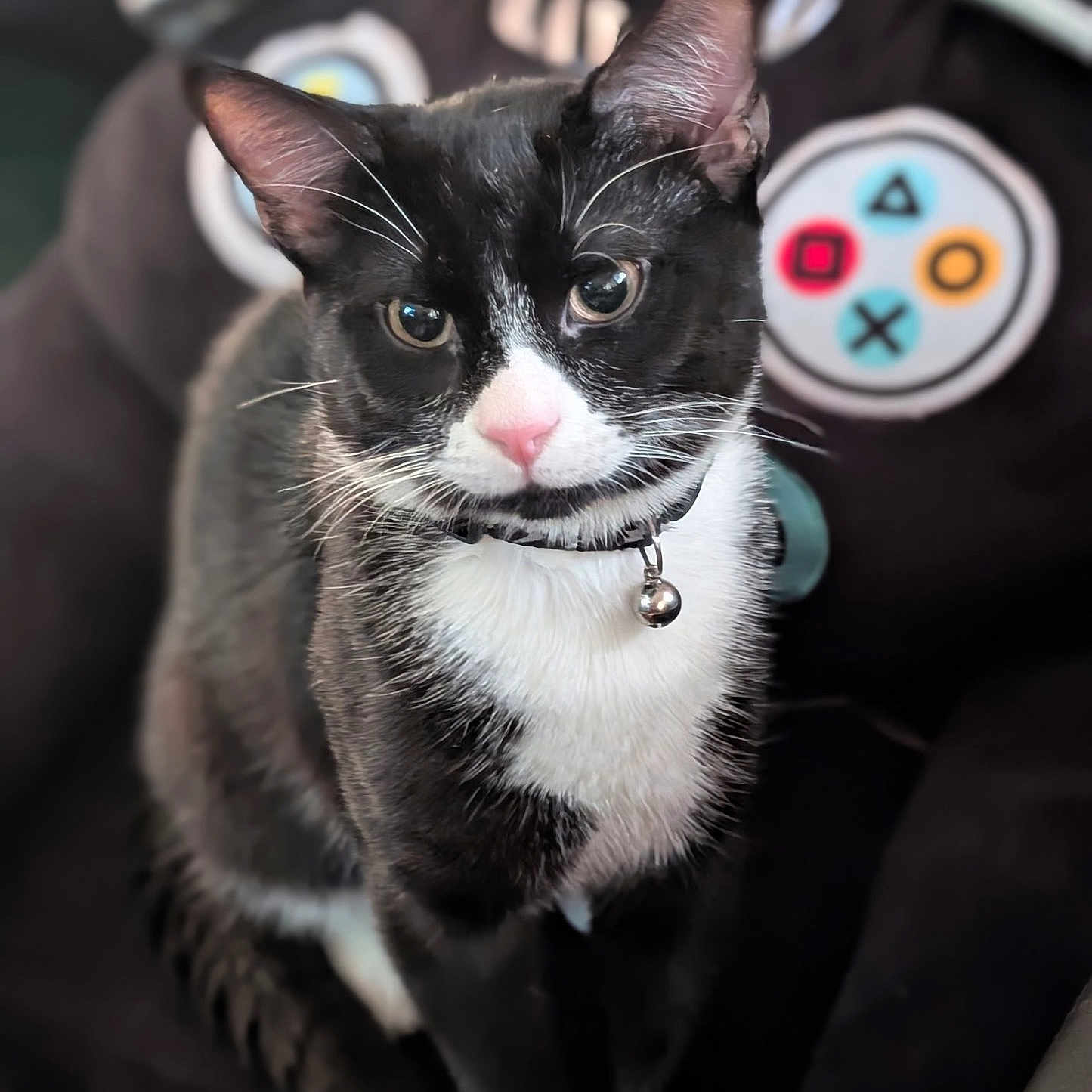 Toasty Extra Crispy is registered to the contest to win money with this photo: animal, bell, black_and_white, cat, chair, close_up, collar, cute, domestic_animal, ears, eyes, feline, fur, gaming_theme, indoor, pet, plush, sitting, tuxedo_cat, whiskers