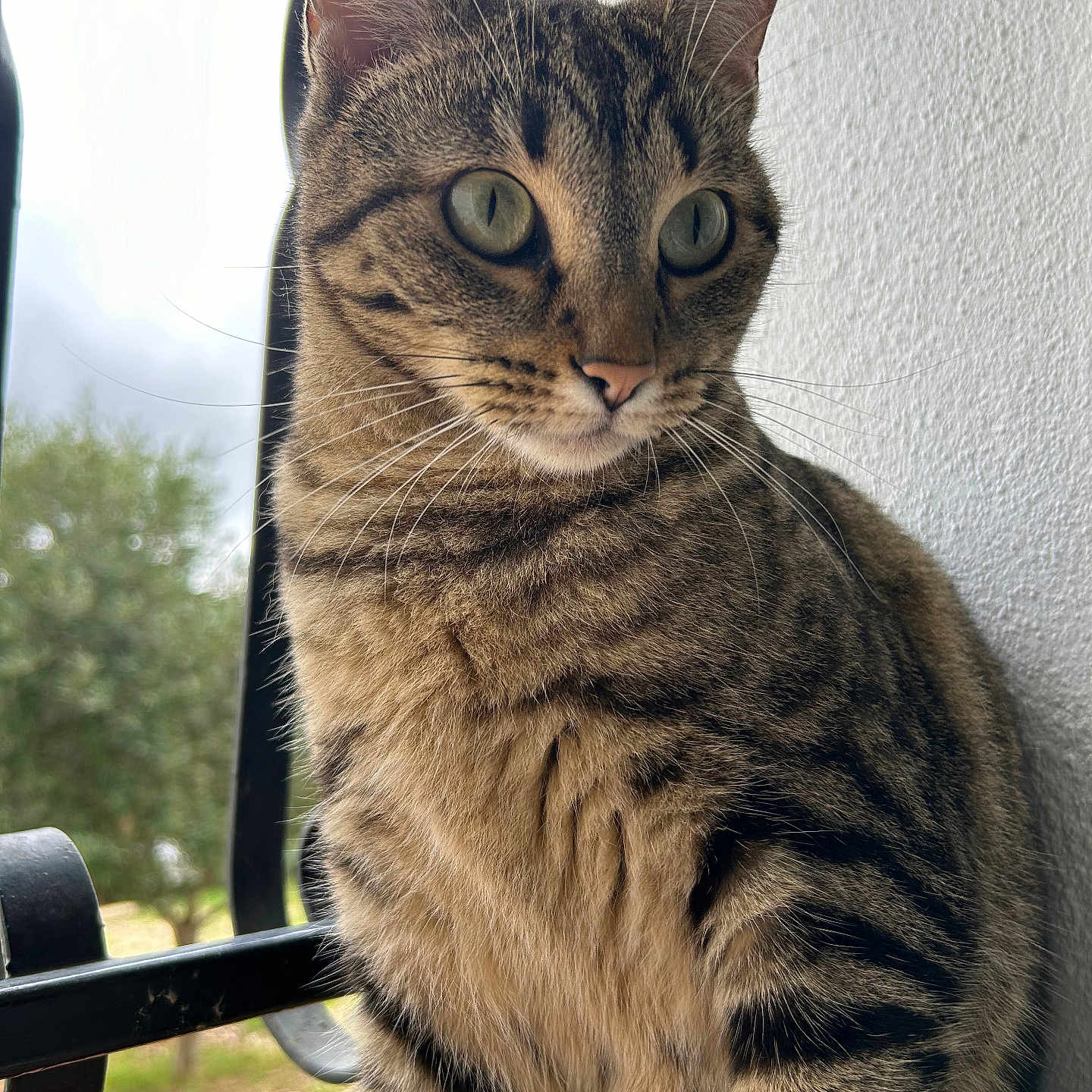 Tequila participe au concours pour gagner de l'argent avec cette photo : abyssinian, animal, cat, egyptiancat, kitten, manx, pet