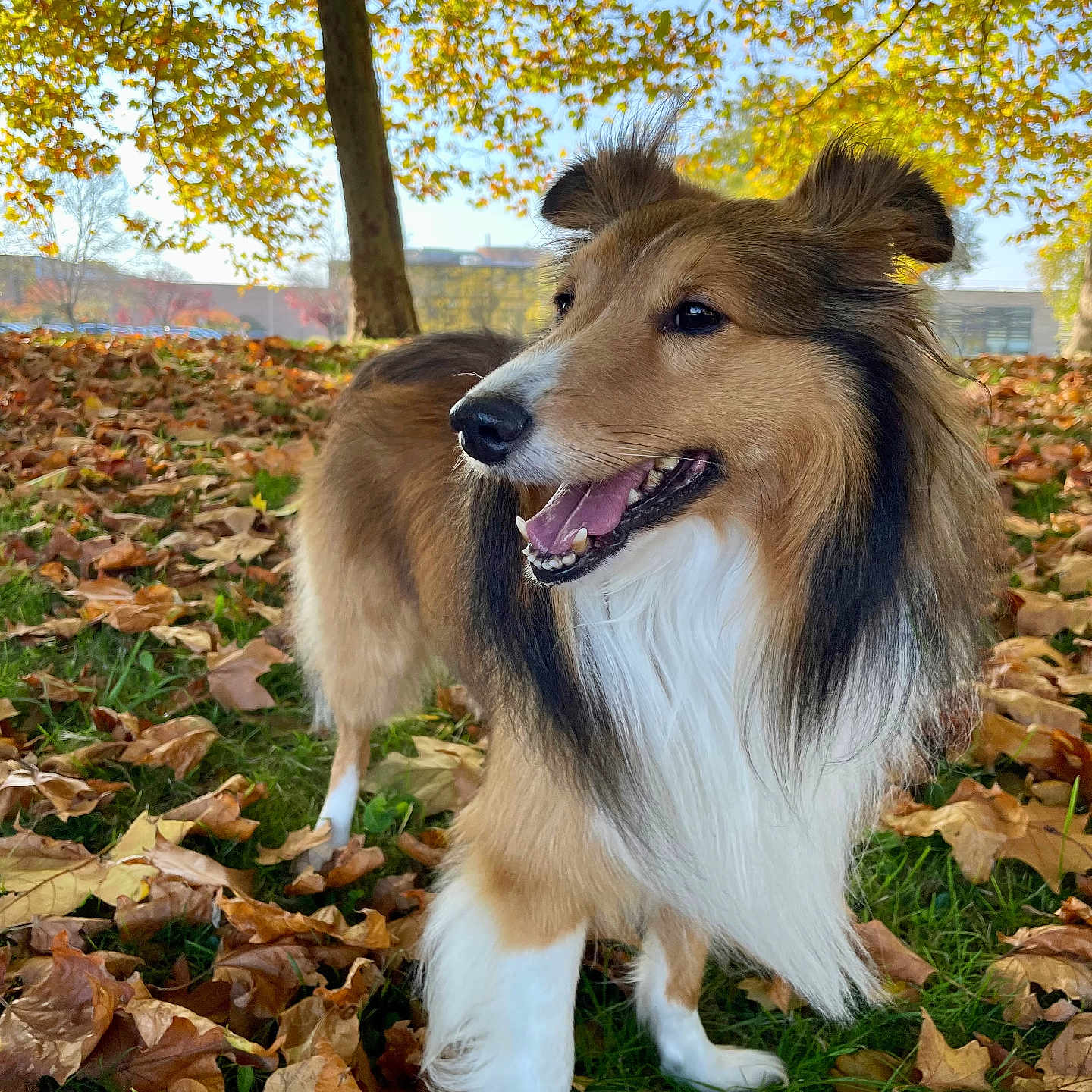 Maïko a rejoint le concours — aidez-le/la à gagner de superbes lots ! animal, canine, collie, dog, face, grass, head, hound, land, leaf, nature, outdoors, person, pet, photography, plant, portrait, puppy, tree, vegetation