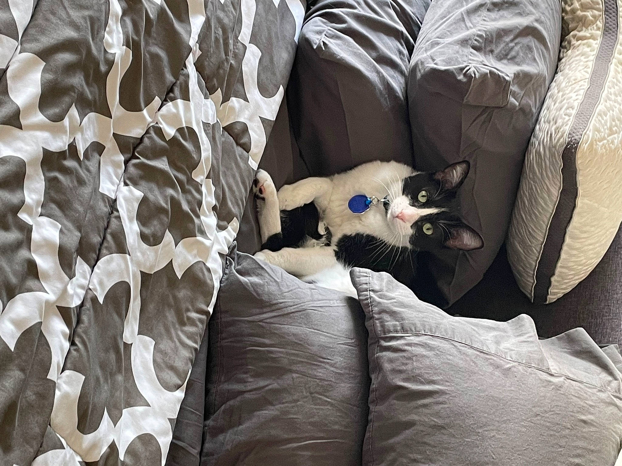 Pugsly is registered to the contest to win money with this photo: bedding, canidae, carnivore, cat, comfort, companion_dog, design, dog_breed, fawn, felidae, fur, grey, linens, pattern, product, room, small_to_medium_sized_cats, textile, whiskers, wood