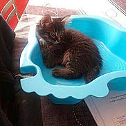 Simba a rejoint le concours — aidez-le/la à gagner de superbes lots !