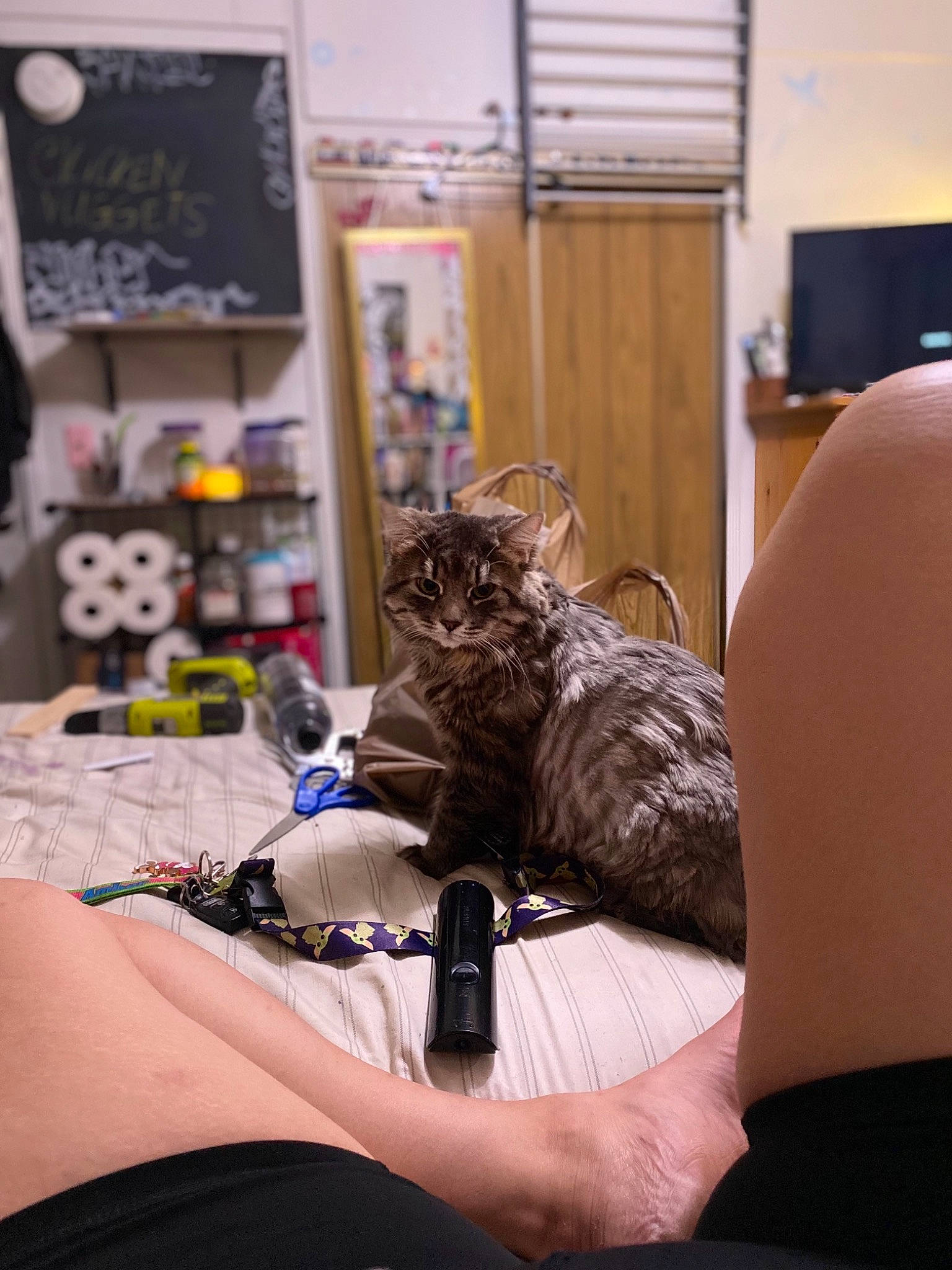 Bandit joined the competition — help win amazing prizes! bed, carnivore, cat, comfort, domestic_short_haired_cat, event, felidae, fur, houseplant, linens, picture_frame, room, sitting, small_to_medium_sized_cats, whiskers