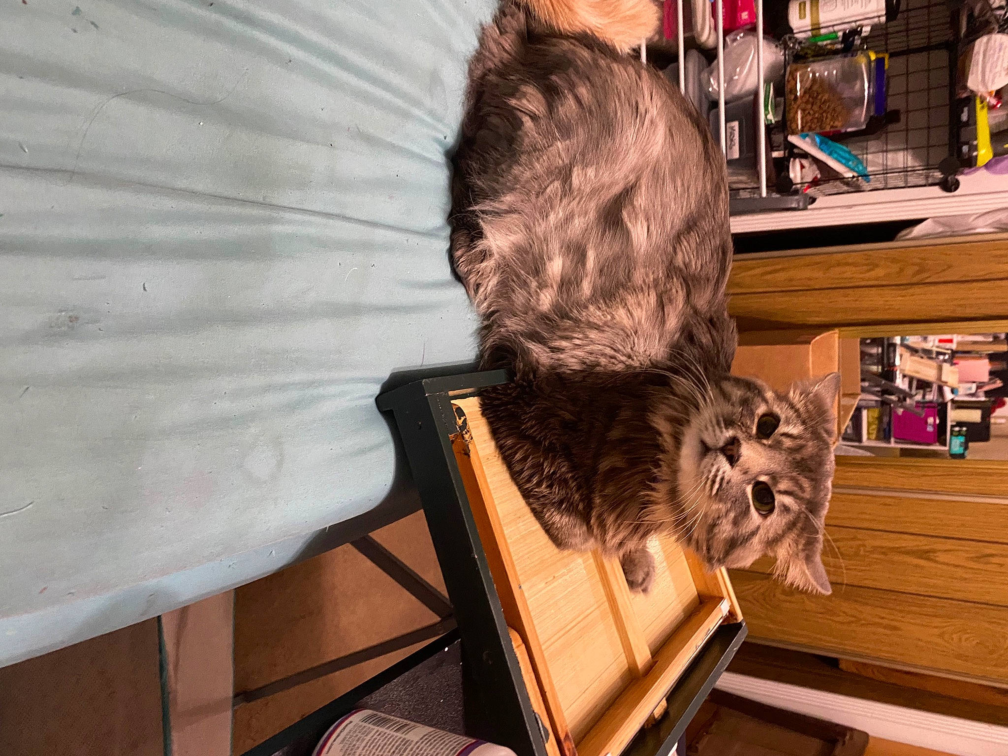 Bandit is registered to the contest to win money with this photo: art, book, bookcase, carnivore, chair, comfort, felidae, fur, hardwood, publication, room, shelf, shelving, small_to_medium_sized_cats, table, toy, tree, whiskers, wood, wood_stain