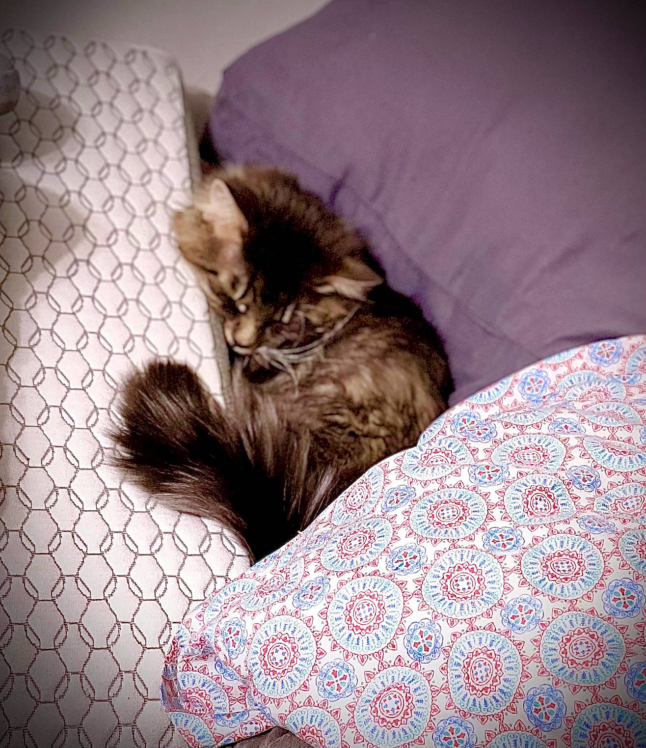 Bandit joined the competition — help win amazing prizes! carnivore, cat, comfort, companion_dog, dog_breed, domestic_short_haired_cat, fawn, felidae, flooring, fur, human_leg, linens, nap, pattern, paw, small_to_medium_sized_cats, tail, tints_and_shades, whiskers, wood