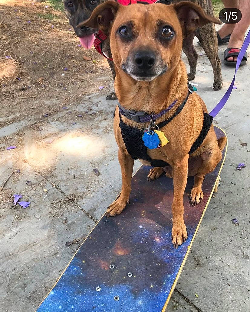 Sigma is registered to the contest to win money with this photo: asphalt, carnivore, collar, companion_dog, dog, dog_breed, dog_clothes, dog_collar, dog_supply, fashion_accessory, fawn, firefighter, guard_dog, hat, leash, pet_supply, plant, road_surface, whiskers, working_animal